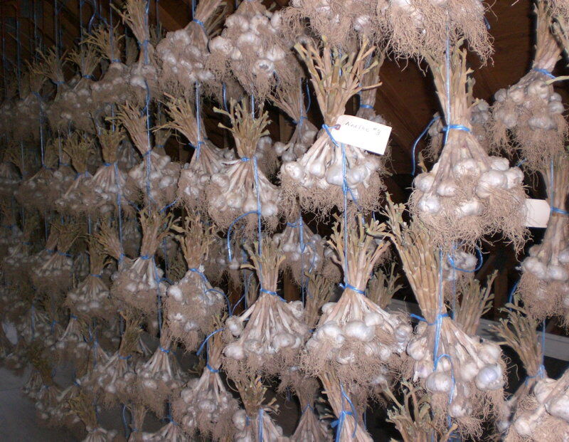 LF20221008-Golden-Garlic-05.jpg